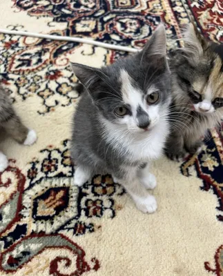 Котята хорошим людям 1