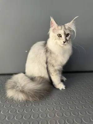 Груминг салон для собак и кошек 1