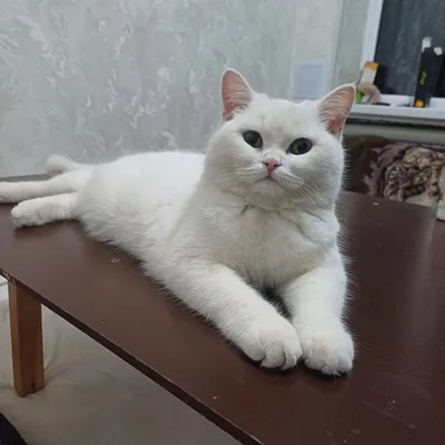 Aqili mushuk zodor zur mushuk ismi KISA