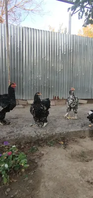 Куры и петухи породы Брама 1
