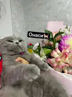 Продаётся породистый котёнок 1