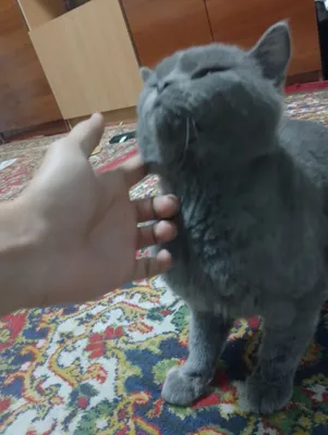 Продаётся вислоухий кот 1