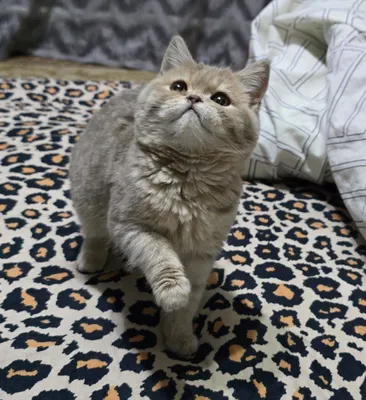 Шотландский страйт, мальчик 1