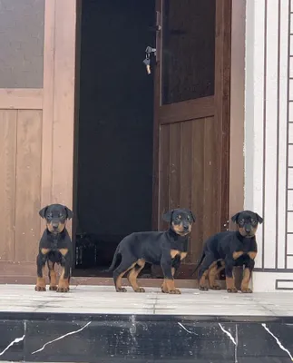 Doberman kuchula sotiladi 1