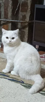 Чистый британский короткошерстный кот — спокойный и красивый, 1+ год 1