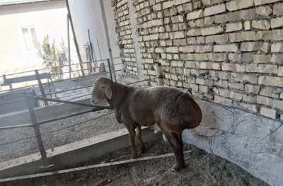 Продаётся казахский баран 1