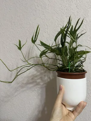Amydrium Zippelianum Variegated Амидриум зиппелианум вариегатный 1