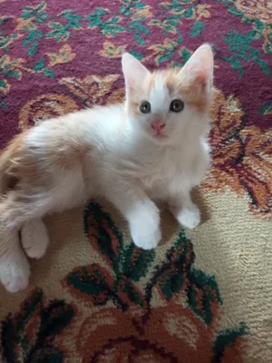 Кошка 1