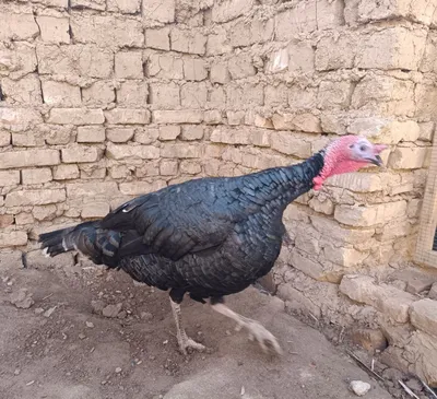 Nar ( erkak ) 3 yoshdan ötgan kurka sotiladi. 1