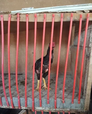 Продаётся петух дакан