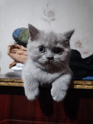 Продаются котята 1