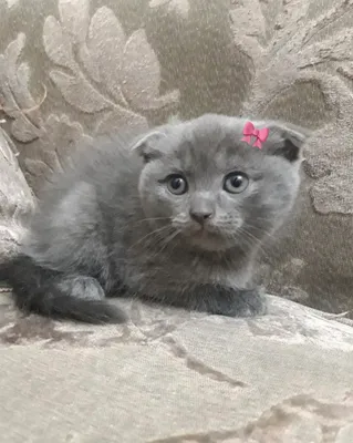 Чистокровные котята скоттиш-фолд 3