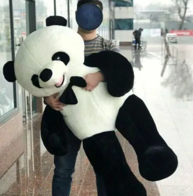 Panda ayiq teddi panda Панда