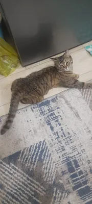 Mushuk va 4 bolasi 1