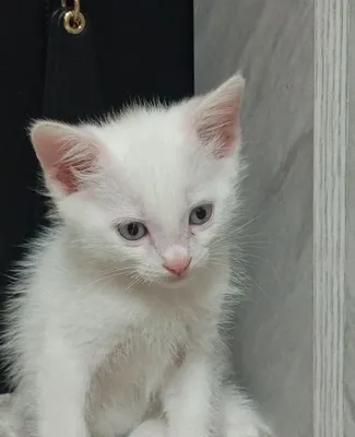 Paxmoq mushukcha Ponchik, urg‘ochi. Mehribon va mas’uliyatli qo‘llarga beraman 1
