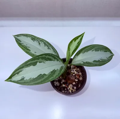 Aglaonema, xona o‘simliklari 1
