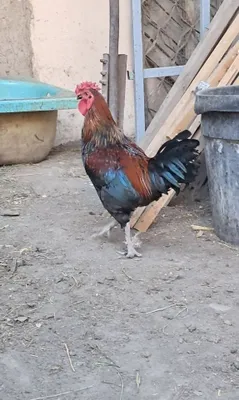Boboqi xoroz sotiladi 1