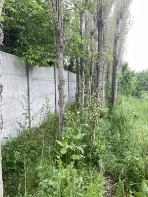 Урта чирчик тумани 1