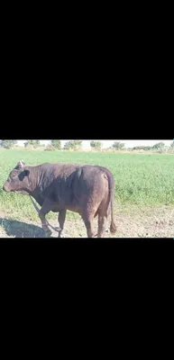 Buqalar sotiladi vazni 350 kg atrofida 25ta narxi bir joyda 22 mlndan 1