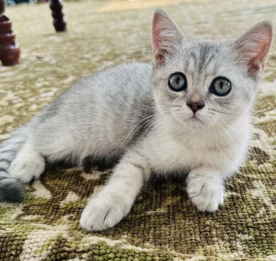 Продается котенок серебристая шиншилла,девочка 1