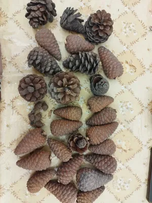 Шишки для декора