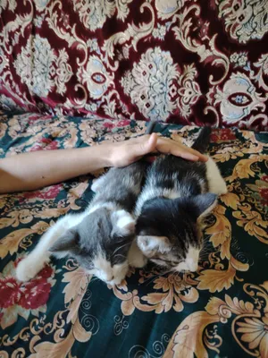 Котята бесплатно отдаются в хорошие руки 1