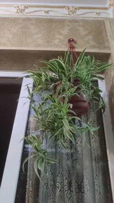 xlorofitum