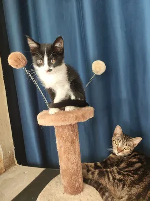 Котята в доьоые руки. Мальчик девочка лоток знают.