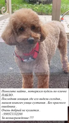 потерялся пудель