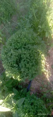 Продаются цветы Globus xirzatema 1