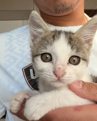 Котенок бесплатно только в хорошие руки 1