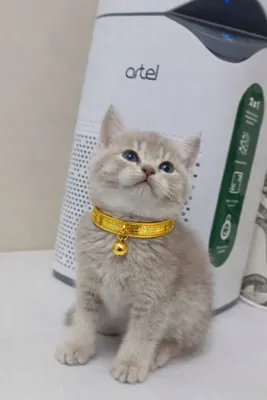 Scottish Fold, chiroyli quloqchalar 1
