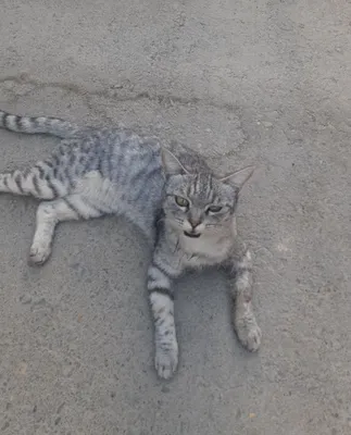 Котята в добрые руки 1