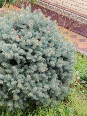 Goluboy el Picea pungens 1