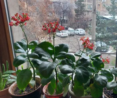 Вечно цветущий