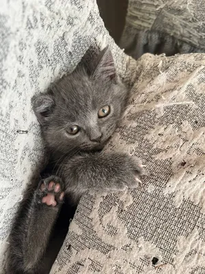 Jinsiy aloqa videosi: Qorda jinsiy aloqa