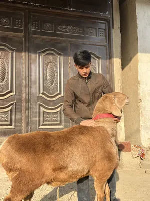 Arashan qoʻchqor yoshi 3 yoshar 1