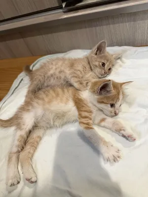Отдам котят в хорошие руки 1