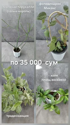 25 000 so‘mdan xonaki gullar 1