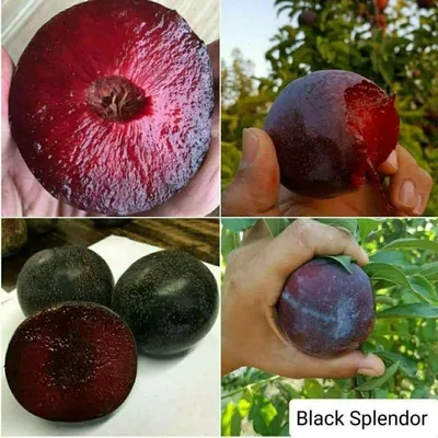 qaroli koʻchatlar xar xil turdagi sotiladi 1