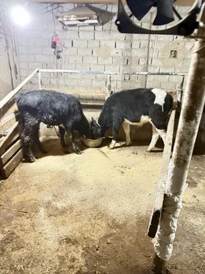 Braziliya porno konsert onlayn