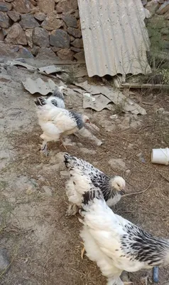 Продаются брамы 3+1