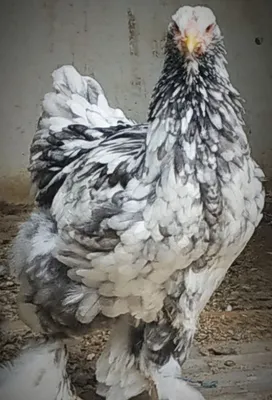 Rus talabalar anal porno onlayn