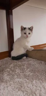 Katta kokrak bilan soguvchi qizlar