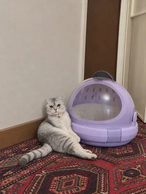 Кошка 1