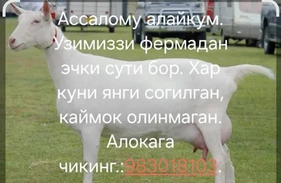 Эчки сути вв катик махсулотлари бор (табиий ишончли халол)