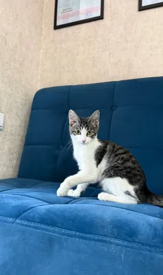 Котенок Джек отдам в заботливые руки. Доставим до дома, бесплатно.