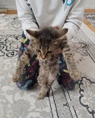 Кошка отдаётся в добрые руки