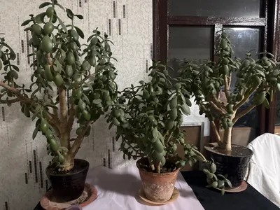 растения