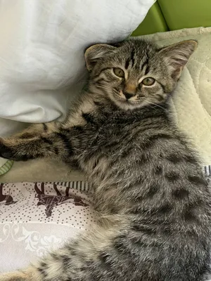 Отдадим даром котенка 1